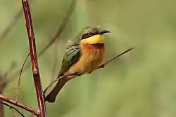 M. p. pusillus, Gambia