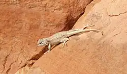 Plateau fence lizard (S. tristichus)