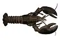 Astacidea (lobsters, crayfish)