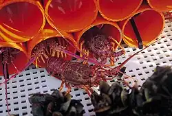 Lobster aquaculture research