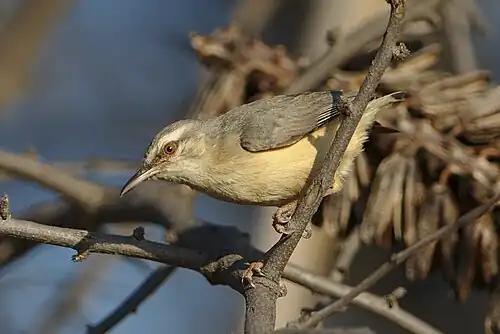 Long-billed crombec