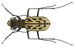 Lophyra namibica