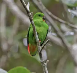 Loriculus catamene Female