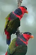 At Singapore Zoo