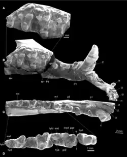 Monochrome photos of an animal's jaws and teeth