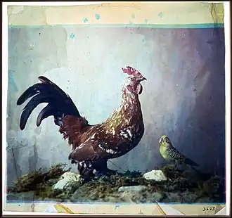 Mounted birds, 1879