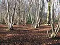 Lower Wood