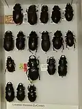 Lucanus mazama variation