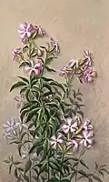 Flora