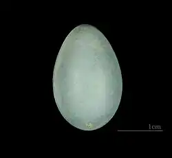 Egg (MHNT)