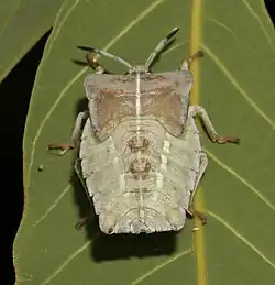 5th instar