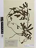 Type specimen collected from Whitianga in November 1769 by Joseph Banks and Daniel Solander