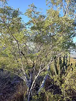 In habitat