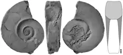 Fossil specimen