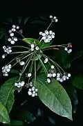 Mature fruit