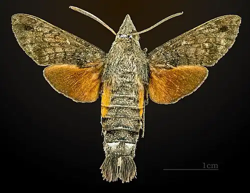 Dorsal view
