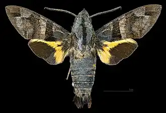 Male dorsal