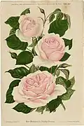 Rose 'Mademoiselle Claudine Perreau'
