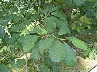 Leaves