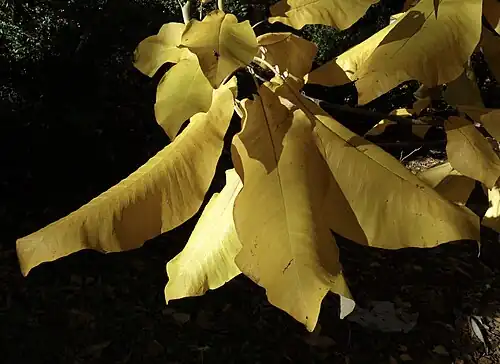 Leaves in fall