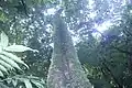 Mahogany