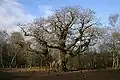 The Major Oak in December 2006