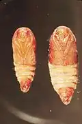 Pupa