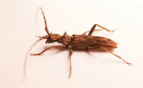 Male Blosyropus spinosus