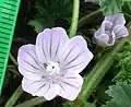 Flowers can be pink with bold veins or may be pale
