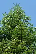 Young developing cones in early July. In contrast to spruce, even large fir cones are raised.