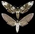 Manduca albiplaga