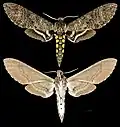 Manduca diffissa