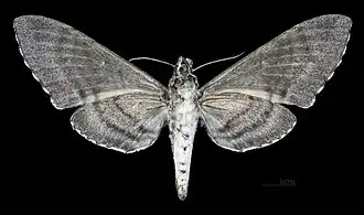 Female ventral