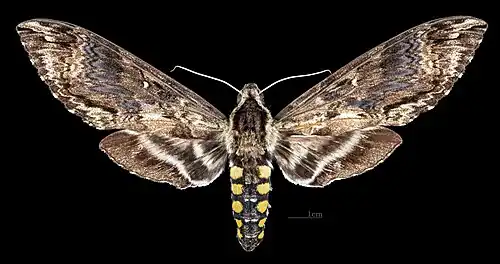 Female Dorsal side
