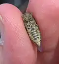 View showing distinctive markings on the cicada's ventral surface, Old Man Range, Central Otago.