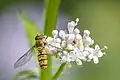 Marmalade hoverfly (Episyrphus balteatus) male Wengen 2.jpg