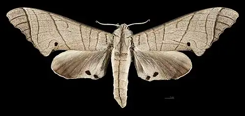 Male, dorsal view