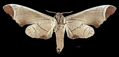 Male, ventral view