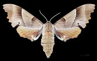 Female