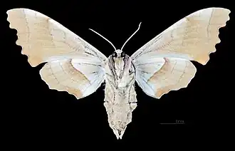 Female underside