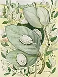 Mary Foley Benson, Large yucca mealybug on vetch silk tassel, 1964