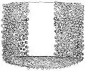 Aboral view of a portion of the tentacular club