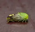 Male and female Atymna querci mating