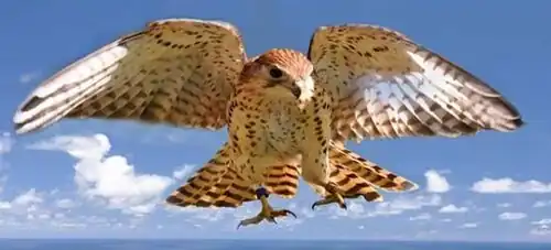 Mauritius kestrel in Kestrel Valley Mauritius