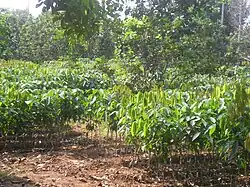 Rubber plantation