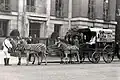 Zebras pulling a carriage