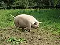 A pig