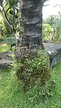 Trunk