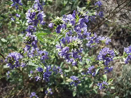 M. sativa