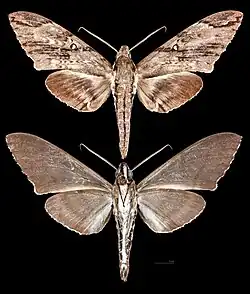 Meganoton rubescens